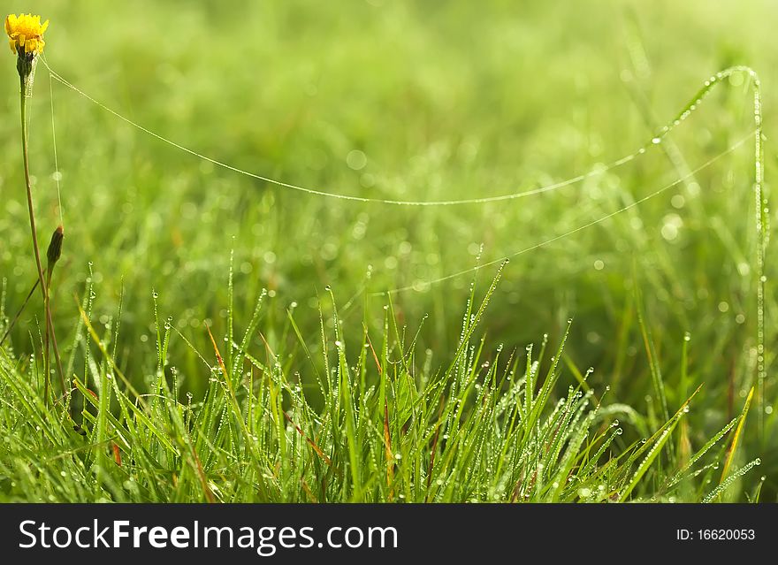 Spider web on fresh green grass and dandelion flower