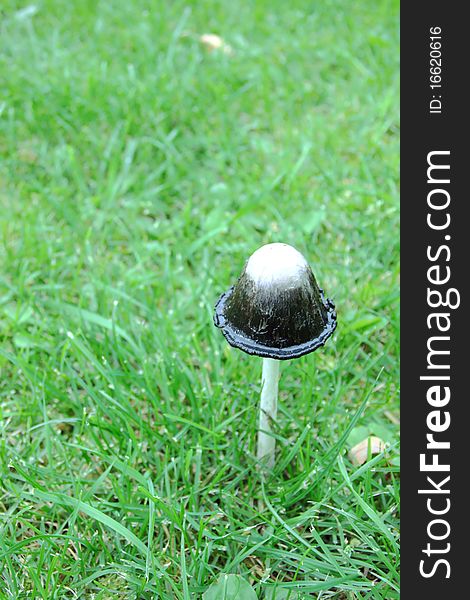 One mushroom on the green grass