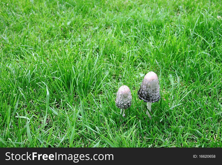 Couple small mushrooms on the green bright grass