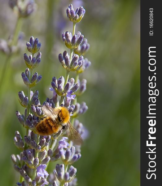 Bumblebee tasting lavender flowers in garden. Bumblebee tasting lavender flowers in garden
