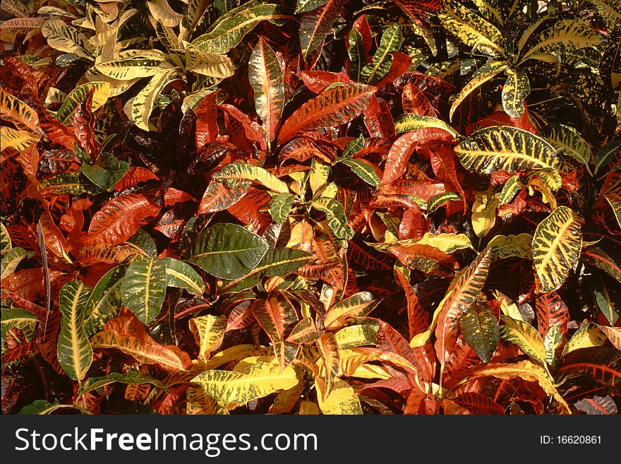 Crotons-Codiacum variegatum- is decorative plant with brilliant, multi-hue leaves. Crotons-Codiacum variegatum- is decorative plant with brilliant, multi-hue leaves