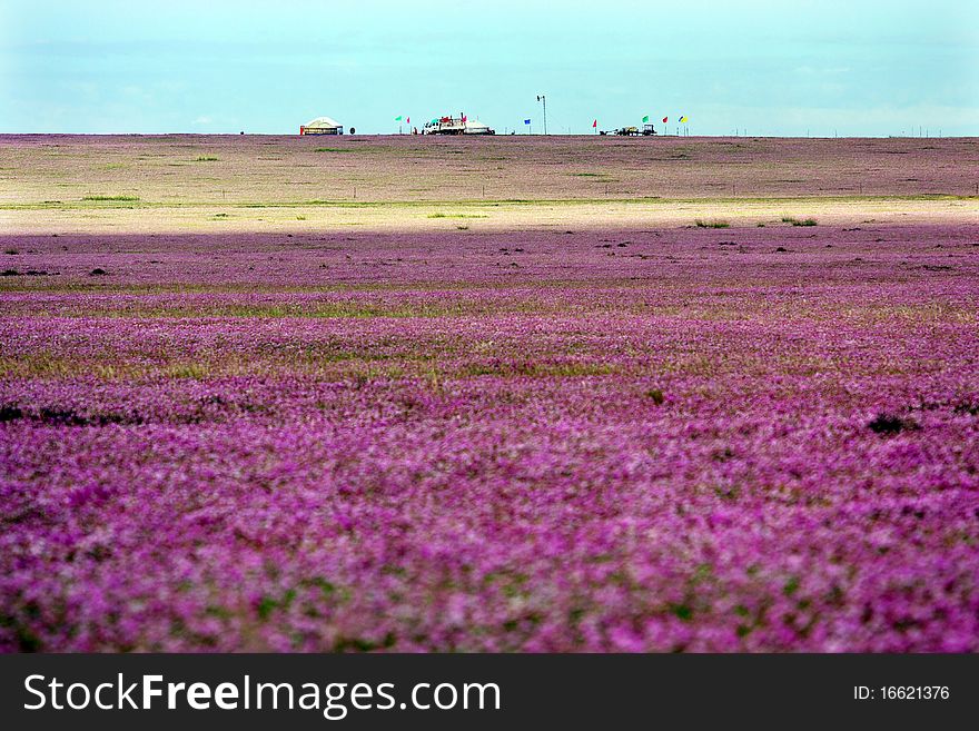 It is an ocean of flowers in the pasture