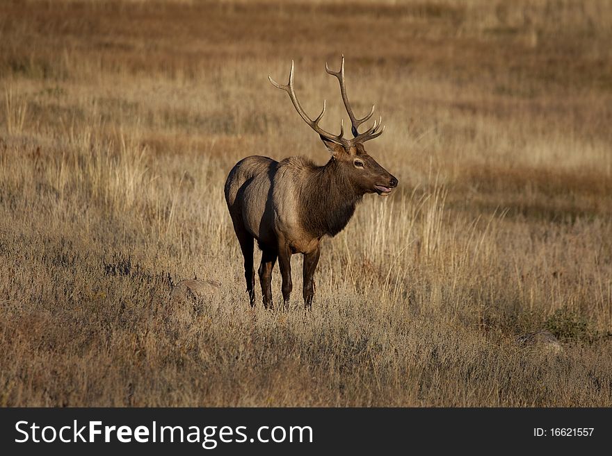 Bull Elk in open field in Rocky Mountain National Park. Bull Elk in open field in Rocky Mountain National Park