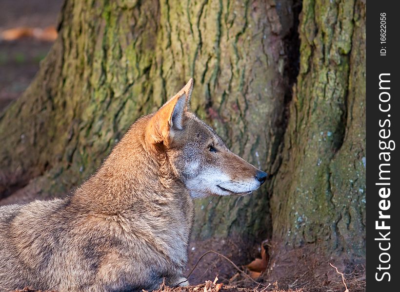 Red Wolf during the fall season