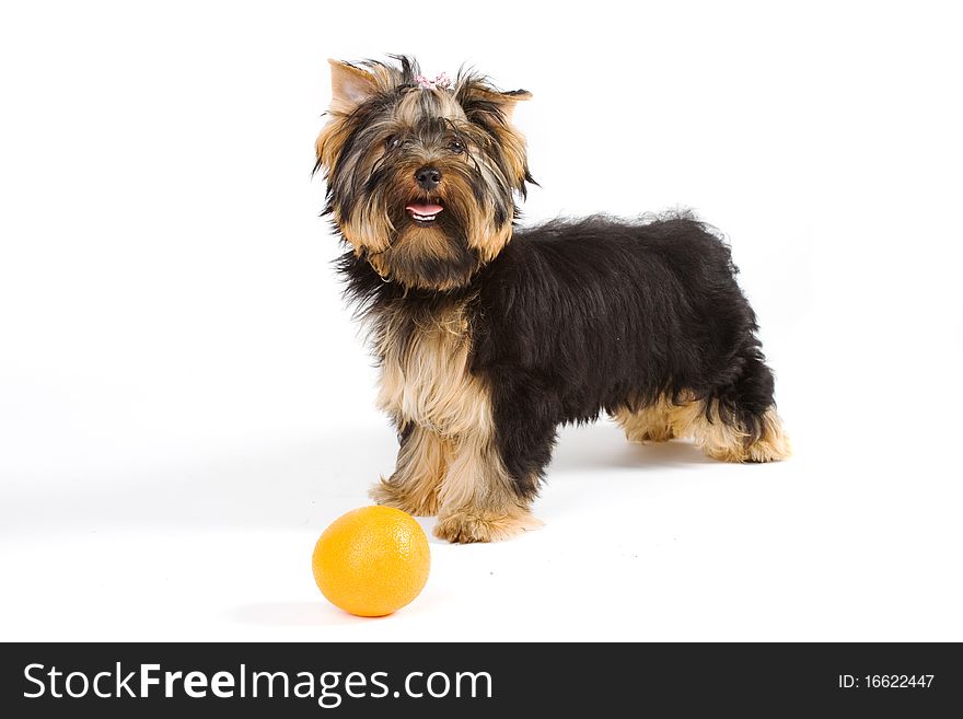Cute yorkie isolated on white. Cute yorkie isolated on white