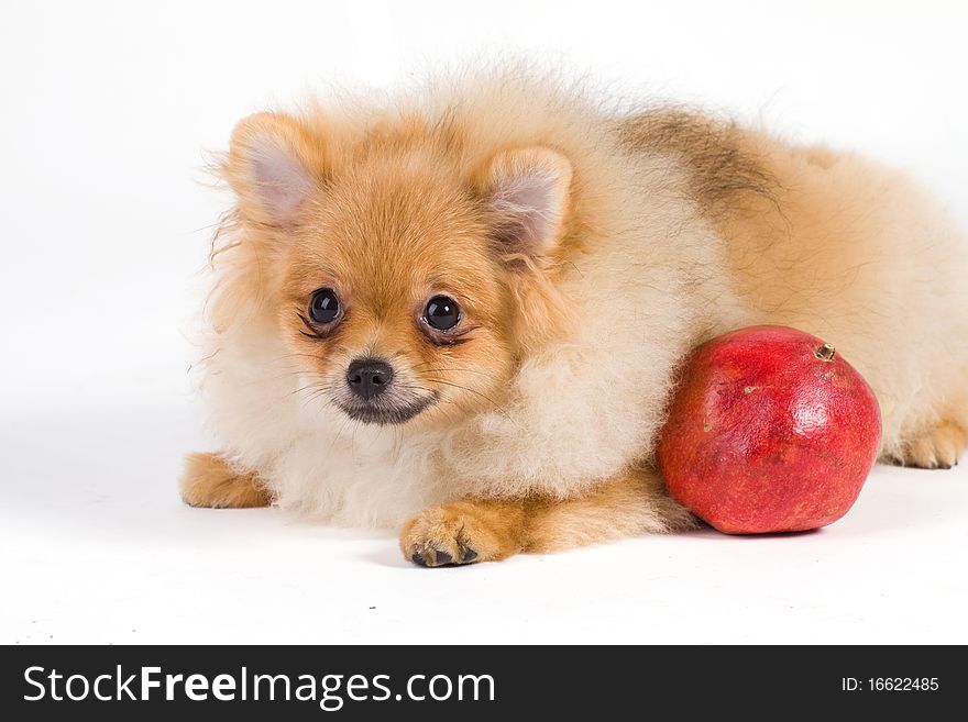 Cute small puppy isolated on white. Cute small puppy isolated on white