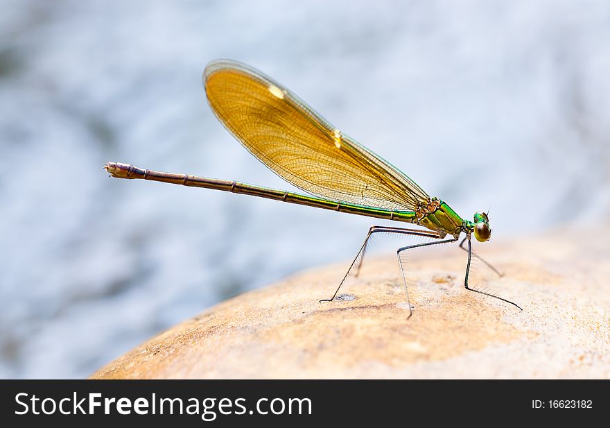 Green dragonfly on the rock