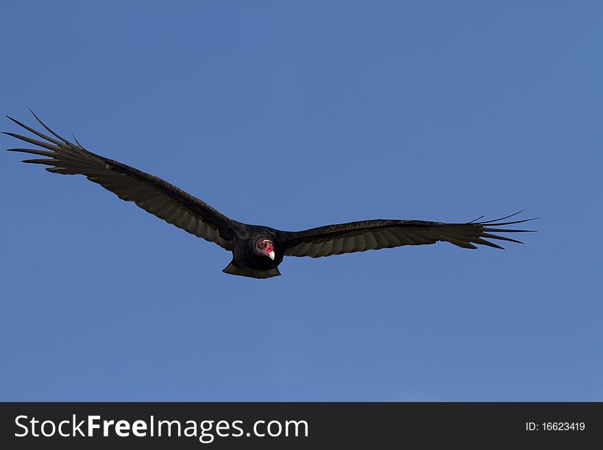 Turkey Vultures (Cathartes aura) have a distinctive flying pattern..they teeter and totter side to side while gliding effortlessly through the air. Turkey Vultures (Cathartes aura) have a distinctive flying pattern..they teeter and totter side to side while gliding effortlessly through the air.