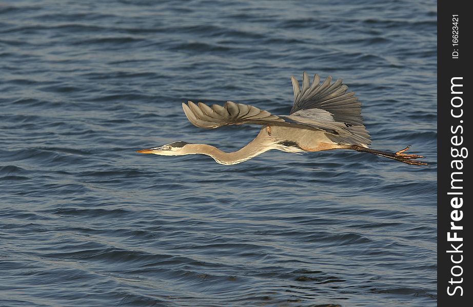 A Great Blue Heron (ardea herodias) flying over the rippled water with the light of the setting sun upon him. A Great Blue Heron (ardea herodias) flying over the rippled water with the light of the setting sun upon him