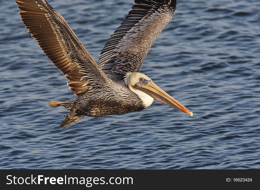 Brown Pelican In Flight Closeup