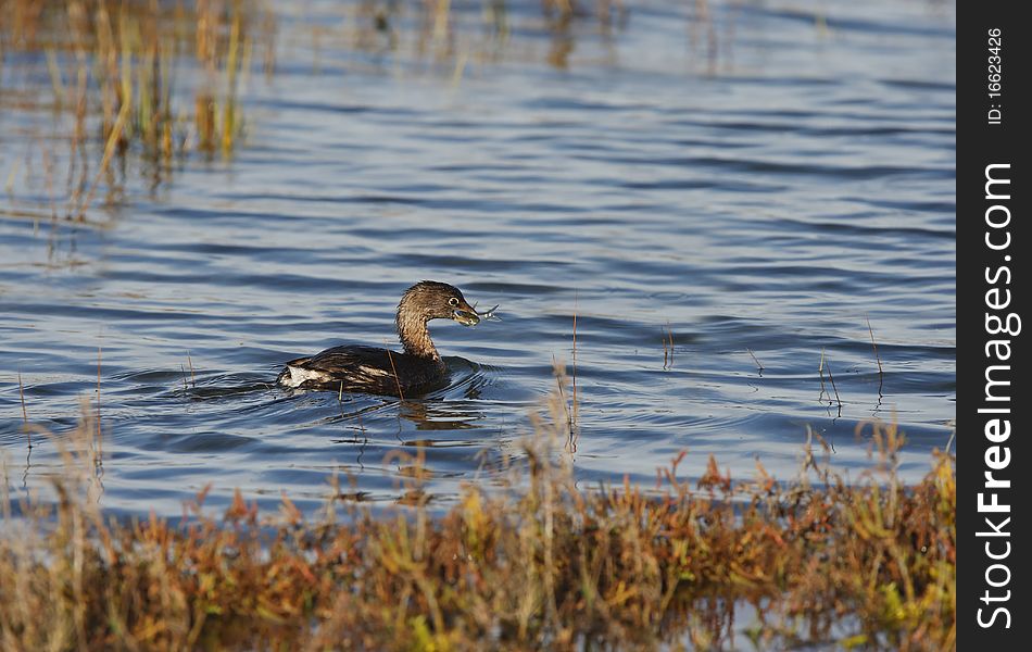 Pied-Billed Grebe