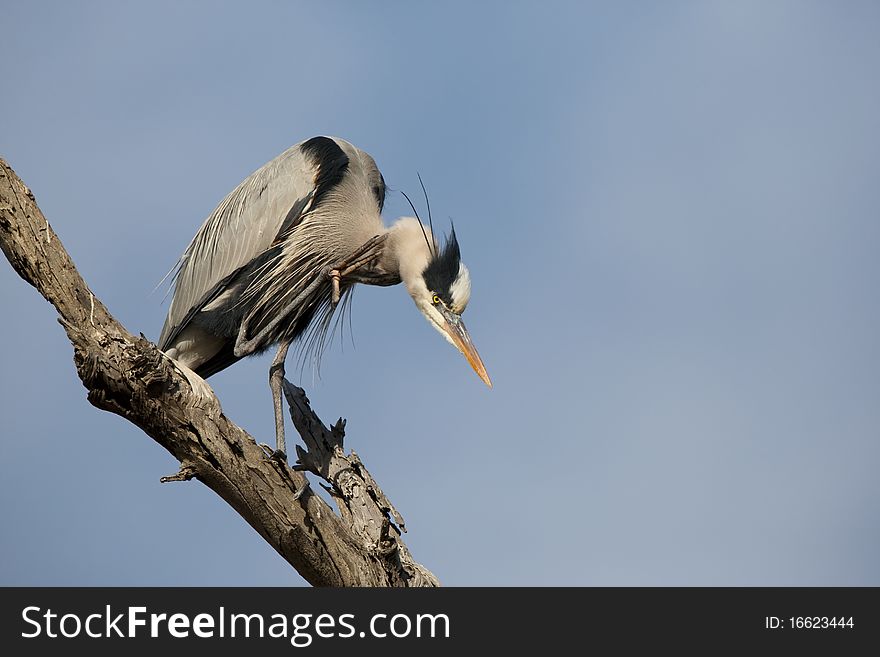 Great Blue Heron pauses for a bit of grooming at the wetlands