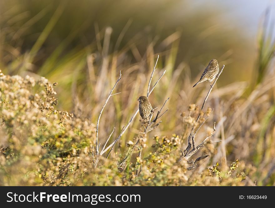 A pair of House Finches rest within the vegetation during sunrise. A pair of House Finches rest within the vegetation during sunrise