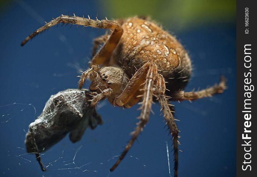 A spider kill a fly