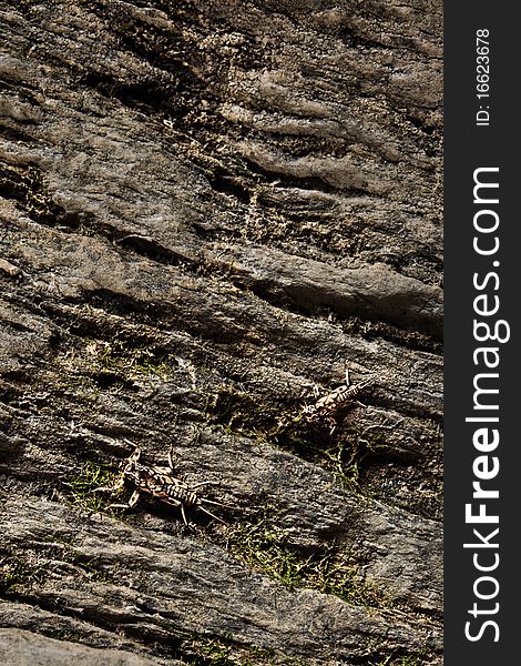 A close-up of lightning bugs' shells against the background of a cliff. A close-up of lightning bugs' shells against the background of a cliff.