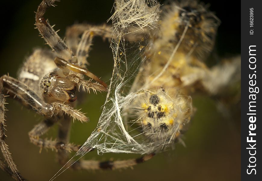 A spider killing a caterpillar