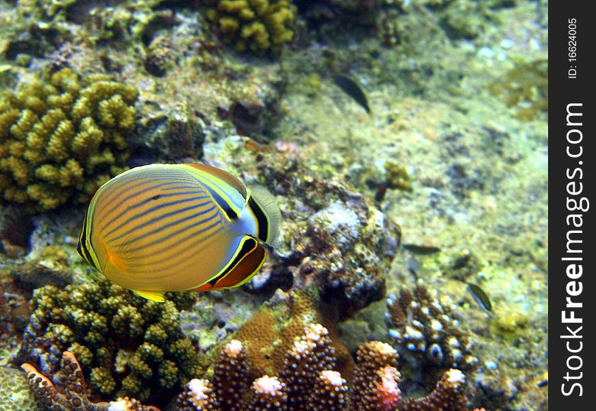 Beautiful fish and coral are in abundance in the Pacific Ocean. Beautiful fish and coral are in abundance in the Pacific Ocean.