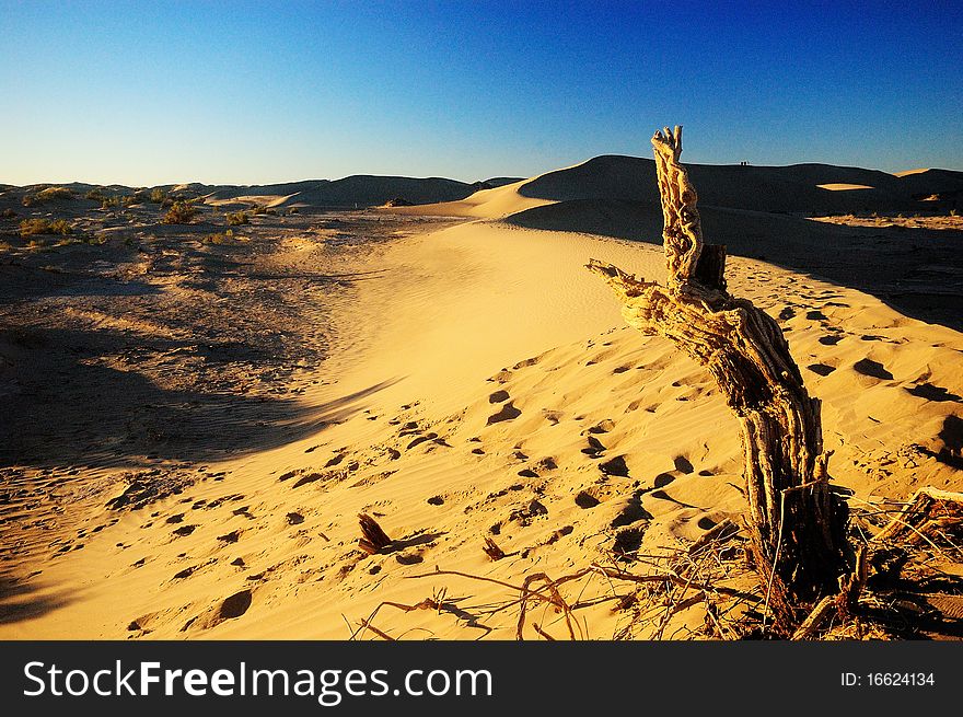 Dead populus euphratica in Badanjilin desert, China