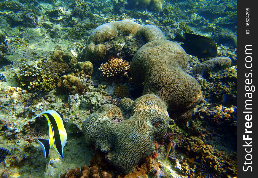 Coral and Fish in the Pacific Ocean