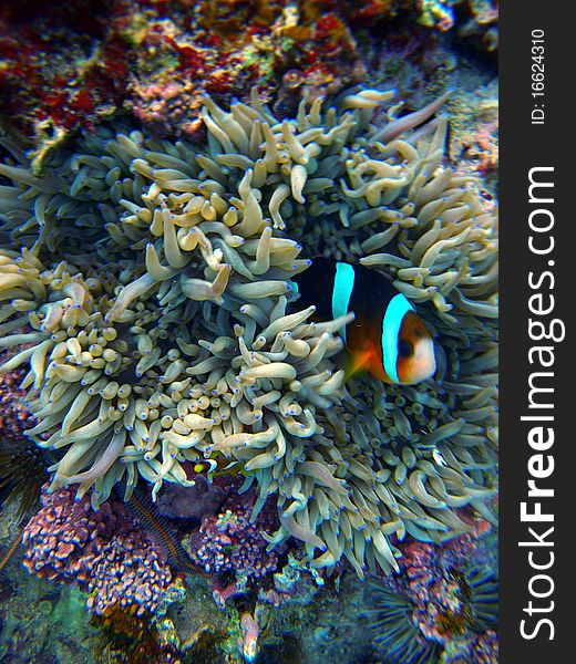 Clown fish never stray far from the Anemone which is poisonous to other fish. Clown fish never stray far from the Anemone which is poisonous to other fish.