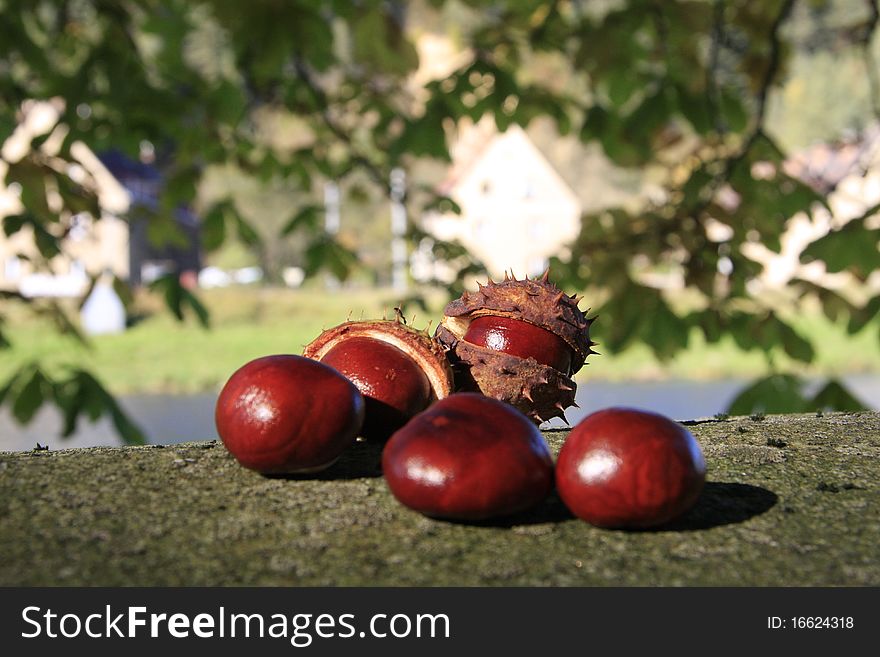 Chestnuts in the park near river during sunny autumn. Chestnuts in the park near river during sunny autumn.
