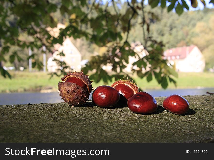 Chestnuts in the park near river during sunny autumn. Chestnuts in the park near river during sunny autumn.