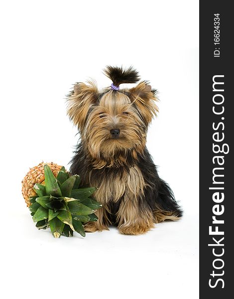 Yorkshire terrier isolated on white. Yorkshire terrier isolated on white