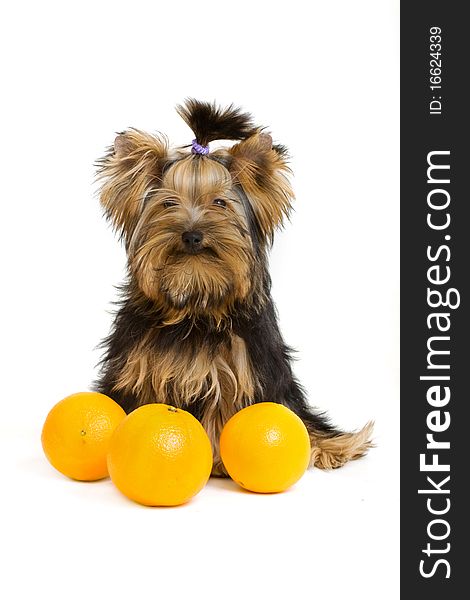 Yorkshire terrier isolated on white. Yorkshire terrier isolated on white