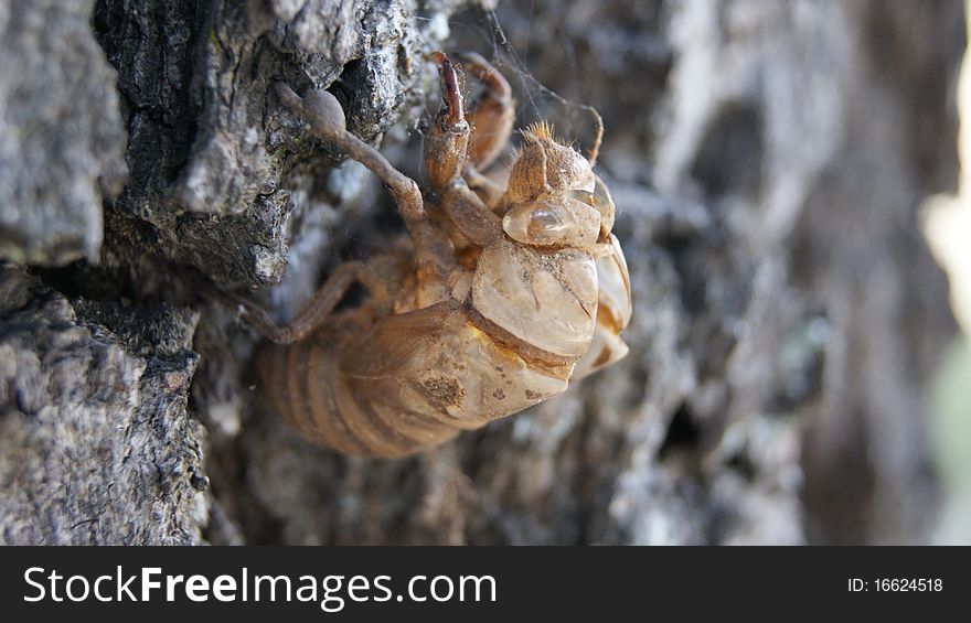 A locust or cicada shell left on a tree trunk. Symbolizing growth and life.