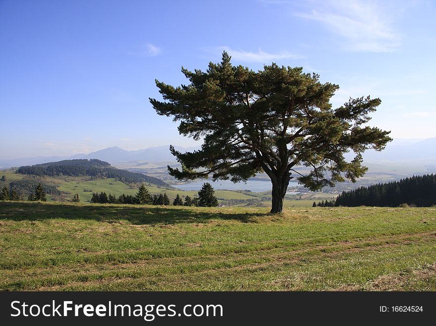 Standing alone on meadow over the Slovak country. Behind is lake, meadows and mountains. Standing alone on meadow over the Slovak country. Behind is lake, meadows and mountains.