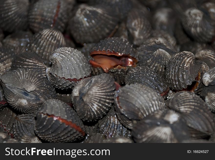 Fresh Seafood Shell