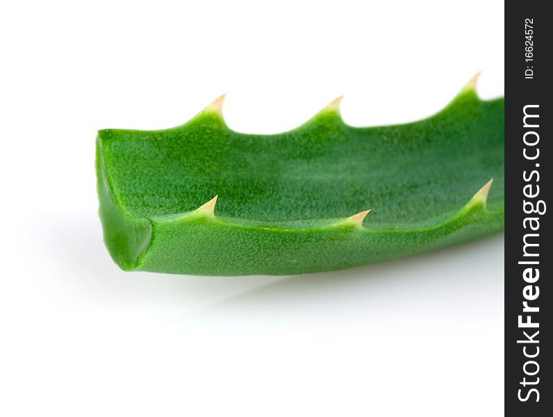 Aloe plant isolated on phite