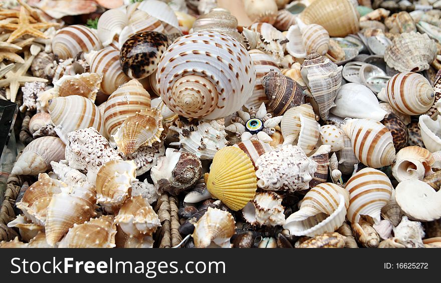 A view of seashell. It's a decor to aquarium.