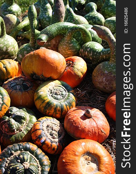 Different types of pumpkins for sale. Different types of pumpkins for sale