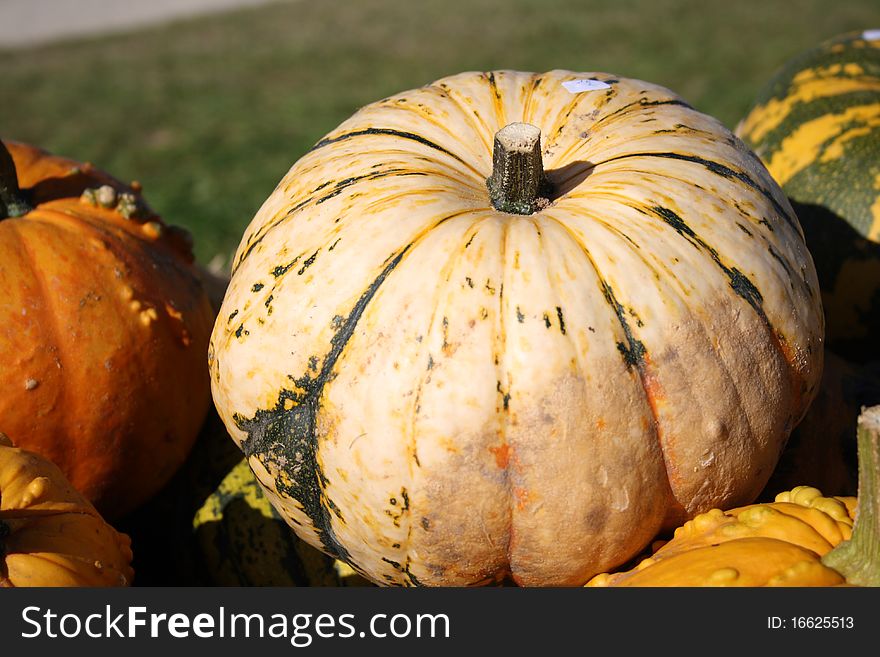 Different types of pumpkins for sale. Different types of pumpkins for sale