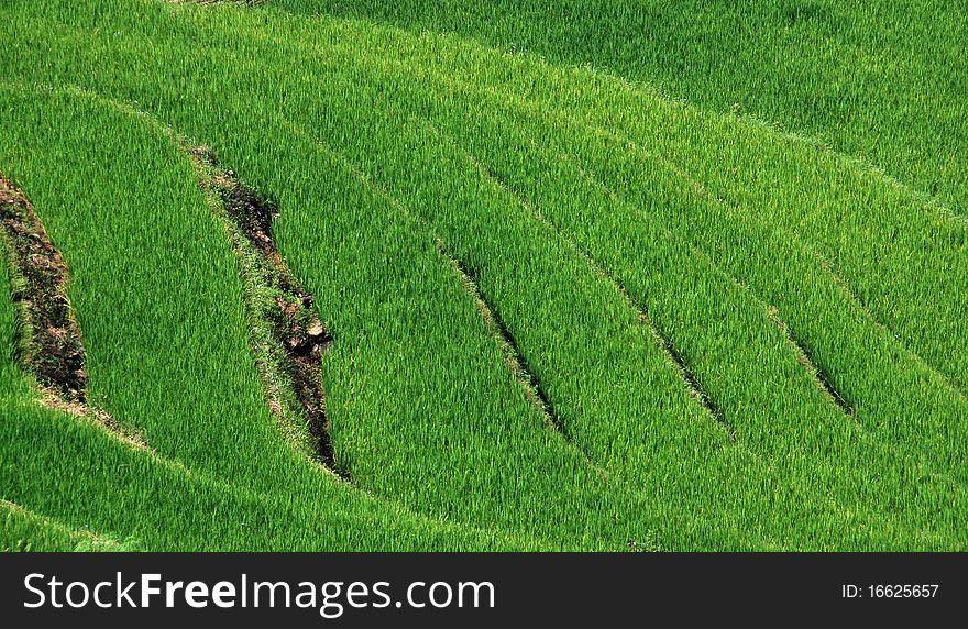 Rice Fields In Vietnam