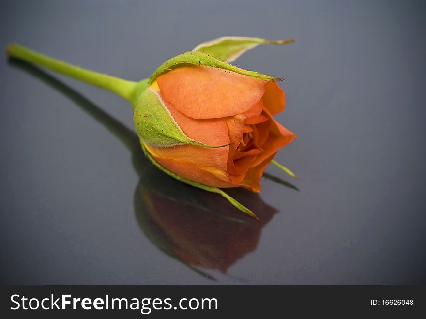 Orange Rose on gray reflecting background