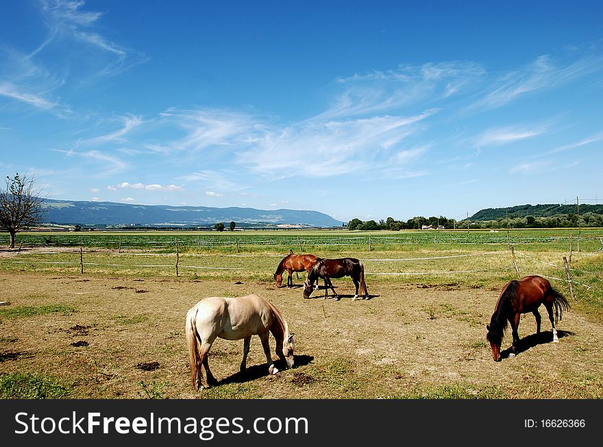 Horses in the filed under alpes mountains