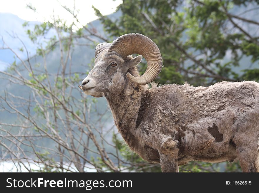 Young Rocky Mountain Bighorn Sheep