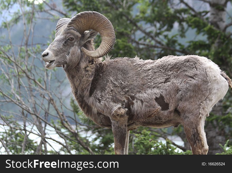 A young rocky mountain bighorn sheep