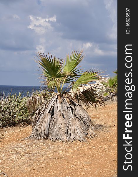 Palm tree on the beach in Syria. Close to Lattakia city.