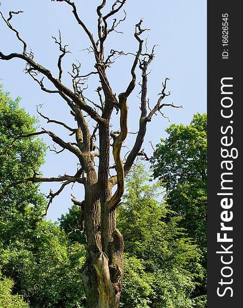 Dead tree against green wood and the blue sky