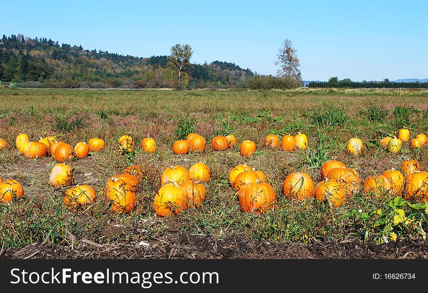 Pumpkin field in nice autumn day ready for harvesting.