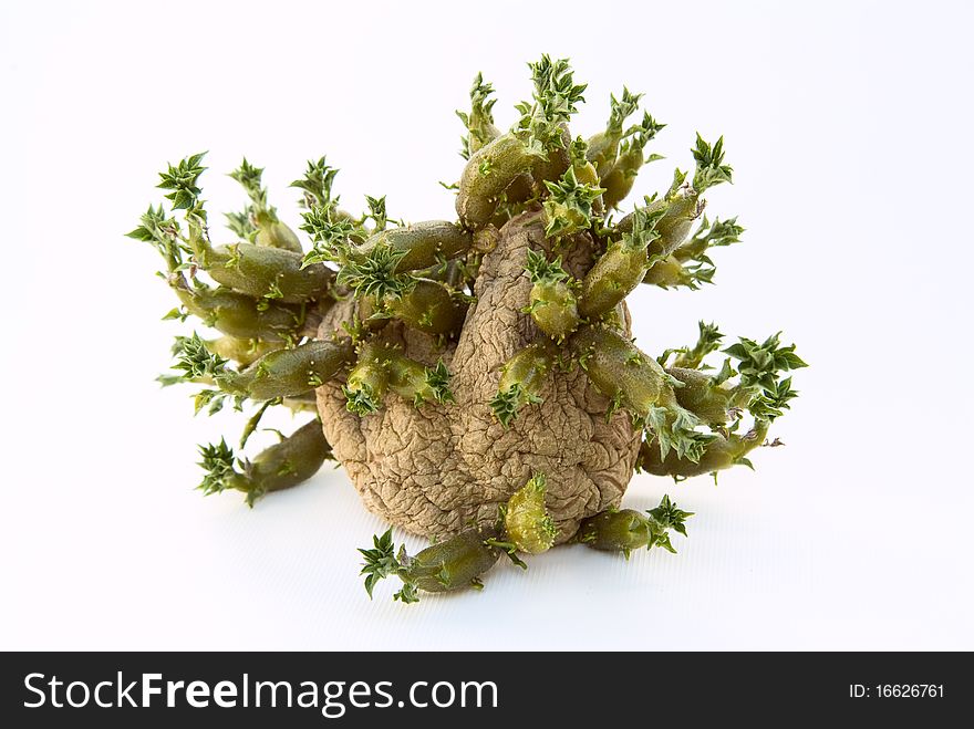Sprouted Potato On A White Background