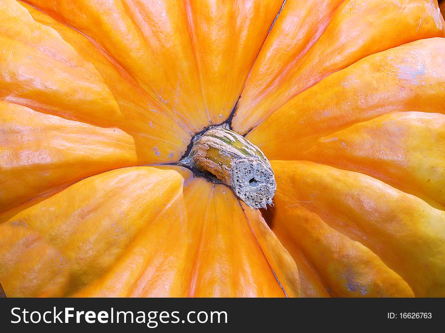 The  Stem And Top Of A Pumpkin