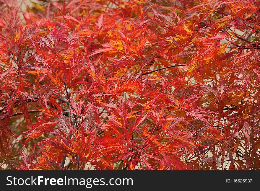 Background made with red maple leaves