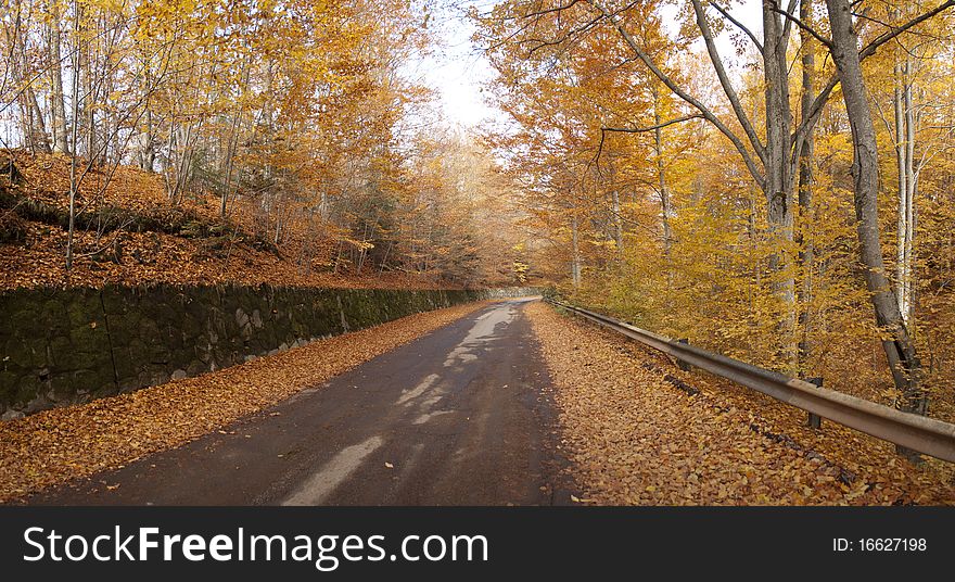 Autumn road forest