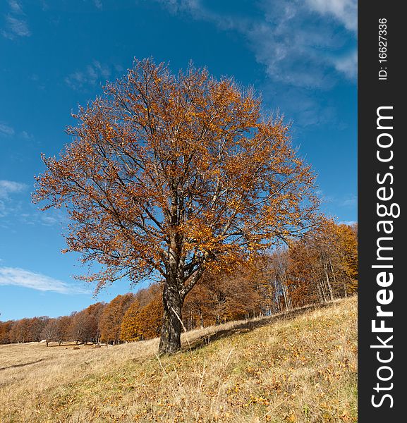 The road from Bixad town (Romania) to saint Ana lake. izolated tree from the forest. The road from Bixad town (Romania) to saint Ana lake. izolated tree from the forest.