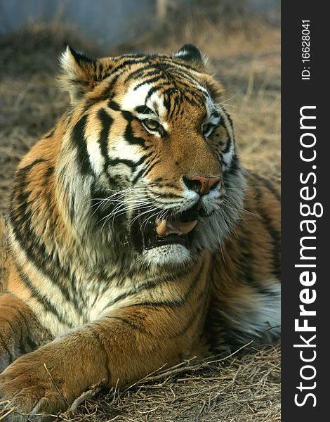 Tiger is the largest feline predator. Tiger is the largest feline predator