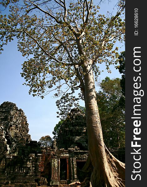 Ta Prohm temple,Angkor